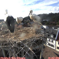 18_25-nest.jpg