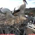 18_30-nest.jpg