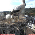 18_35-nest.jpg
