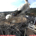 18_40-nest.jpg