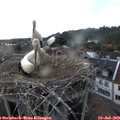 18_45-nest.jpg