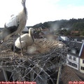 18_50-nest.jpg