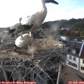18_55-nest.jpg