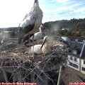 19_00-nest.jpg