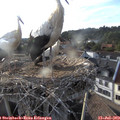 19_05-nest.jpg