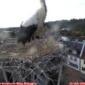 19_10-nest.jpg