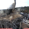 19_15-nest.jpg