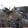 19_20-nest.jpg