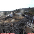 19_25-nest.jpg