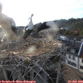 19_35-nest.jpg
