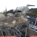 19_40-nest.jpg
