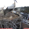 19_45-nest.jpg