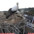 19_50-nest.jpg
