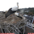 19_55-nest.jpg