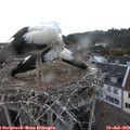 20_00-nest.jpg
