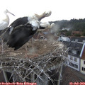 20_05-nest.jpg