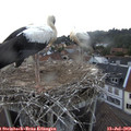20_15-nest.jpg
