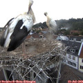 20_20-nest.jpg