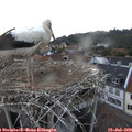 20_25-nest.jpg