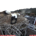 20_45-nest.jpg