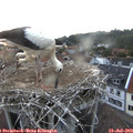 20_55-nest.jpg