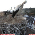 21_00-nest.jpg