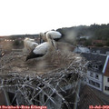 21_05-nest.jpg