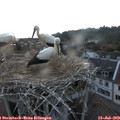 21_10-nest.jpg