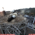 21_15-nest.jpg