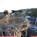 06_10-nest.jpg