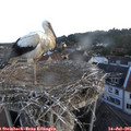 06_20-nest.jpg