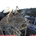 06_25-nest.jpg
