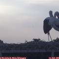 06_30-mast.jpg