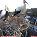 06_30-nest.jpg