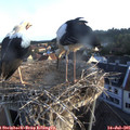 06_35-nest.jpg