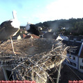 06_45-nest.jpg