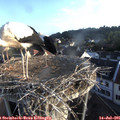 06_50-nest.jpg