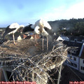 07_00-nest.jpg