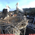 07_05-nest.jpg