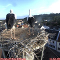 07_10-nest.jpg
