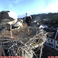 07_15-nest.jpg