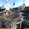 07_20-nest.jpg