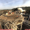 08_05-nest.jpg