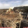 08_45-nest.jpg