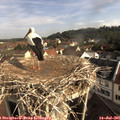 08_50-nest.jpg
