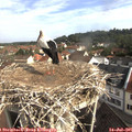 09_10-nest.jpg