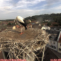 09_20-nest.jpg
