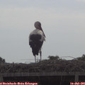 09_35-mast.jpg