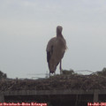 09_40-mast.jpg