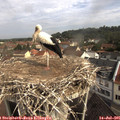 09_40-nest.jpg